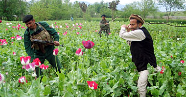 تقرير أمريكى: زراعة الخشخاش فى أفغانستان تصل لأعلى مستوياتها فى 2013