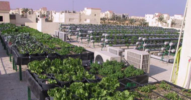 زراعة القاهرة: تدريب 80 شخصًا على زراعة أسطح المنازل بالعاصمة