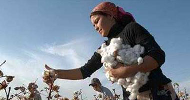 الإحصاء: 63.7% زيادة صادرات القطن المصرى خلال الربع الثالث للموسم الزراعى