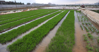 قطاع الزراعة الآلية يساهم فى حصاد مشروع المنيا وعمليات زراعية لـ200 ألف فدان