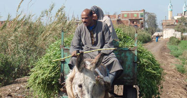 ثقافة أسيوط تحتفل بعيد الفلاح