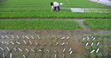 مركز المناخ ينصح المزارعين بوقف الرى فى مناطق سقوط الأمطار حتى الأربعاء