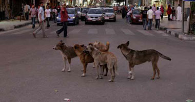 الطب البيطرى يقود حملة للقضاء على الكلاب الضالة ببورسعيد