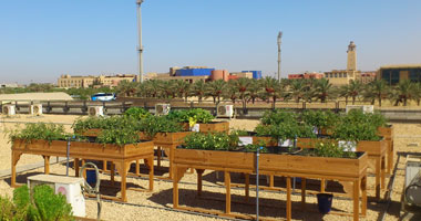 الجامعة الأمريكية بالقاهرة تنتهى من زراعة أول سطح أخضر بحرم الجامعة