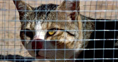وزير الزراعة الإسرائيل يقترح ترحيل القطط الضالة إلى خارج البلاد