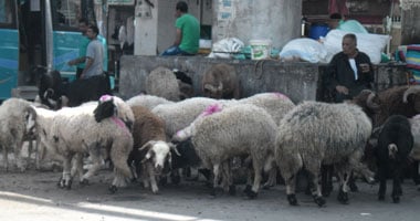 العيد أوشك على الانتهاء والخراف تملأ الشوارع 