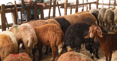وزارة التموين تعلن توفير "خروف العيد" للمواطنين بالتقسيط على 12 شهرا