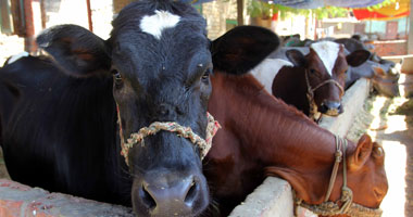 "الزراعة" تستقبل 9 آلاف رأس أبقار للتربية من المنحة الإماراتية خلال أيام
