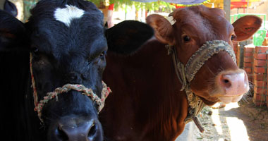 حملات لتحصين الماشية ضد "الحمى القلاعية" فى الوادى الجديد
