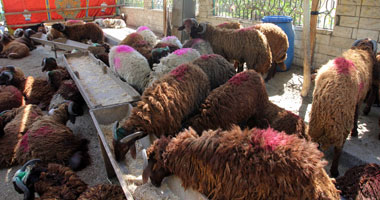 الزراعة تحذر من شراء خروف العيد من الباعة الجائلين.. وتنصح بشوادر الجمعيات أو مراكز بيع الوزارة.. وتؤكد: سن الأضحية 6 أشهر للضان وسنة للماعز وسنتين للبقر وخمس للإبل.. والامتلاء غير الطبيعى غش بالملح