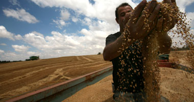 أزمة تهدد محصول القمح بالشرقية للتلف