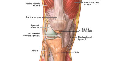 أحدث وأغرب علاجات خشونة الركبة.. الخلايا الجذعية والديدان الطفيلية