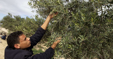 المستوطنون اليهود يقطعون 600 شجرة زيتون معمرة بنابلس