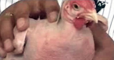 عالم إسرائيلى يتوصل لإنتاج دجاج بدون ريش اليوم السابع