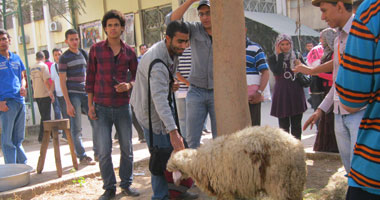 طلاب الإخوان بـ"حلوان" يذبحون خروفين احتفالاً بعيد الأضحى 