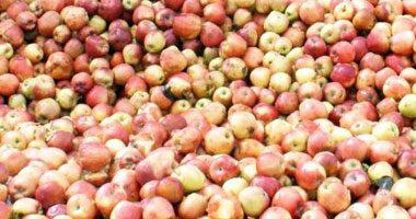 إعدام 50 طن تفاح فاسد كانت مجهزه للبيع فى تلا بالمنوفية