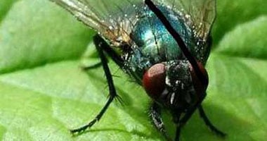 دراسة بريطانية:حاسة الشم لدى ذبابة الفاكهة تكشف عن المخدرات والقنابل
