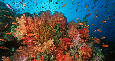 دراسة: السرطانات تحرس الشعاب المرجانية