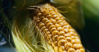 مصرف أبو ظبى الإسلامى يخفض حصته ب"الوطنية لمنتجات الذرة" إلى 4.1%