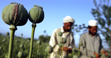 أمن جنوب سيناء يضبط فدان ونصف من مخدر الأفيون بوادى فيران