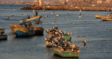 الجارديان: شباك الصيد المصرية تهدد حياة الطيور المهاجرة