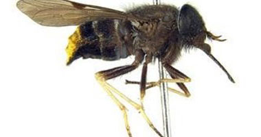 هل لدغة النحل تسبب الوفاة؟