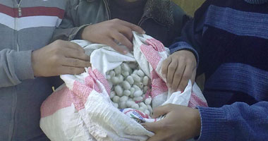 مشروع شبابى بشعار "دودة قز وشجرة توت هتخليك من الفقر تفوت"