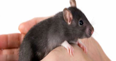 إنتاج فئران ذكرية قابلة للإخصاب بدون الكروموزوم "واى"