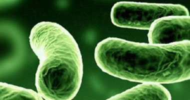 ما فائدة البكتيريا النافعة بالجسم وأين توجد؟ 