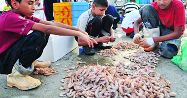 ضبط طن جمبرى فاسد قبل بيعه للجمهور بالإسماعيلية 