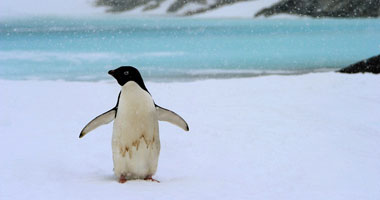 قوة البطريق تفوز بجائزة صور الحياة البرية
