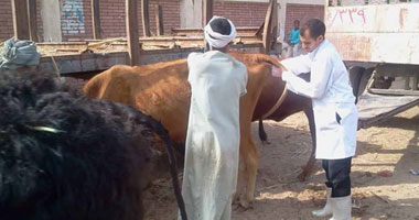 استكمال برنامج تحصين الماشية ضد الحمى القلاعية بالوادى الجديد غدا الثلاثاء