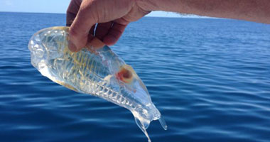 	سمكة شفافة مدهشة فى نيوزلاندا تحير العلماء S1201422153321