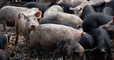 ألمانيا تسمح للصيادين بقتل الخنازير البرية خشية نقلهم عدوى مميتة