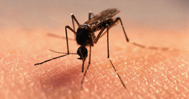 تايم: العلماء يبتكرون تعديلات وراثية على البعوض للقضاء على الملاريا