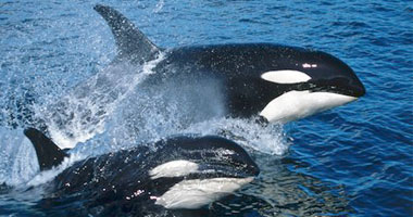 نشطاء يطالبون بإنهاء عروض الحيتان القاتلة فى كاليفورنيا