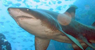 أخطر 7 أنواع من أسماك القرش على الإنسان