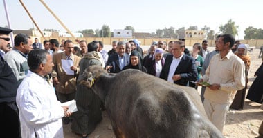 جمعية الأورمان توزع 250 رأس ماشية على فقراء إسنا