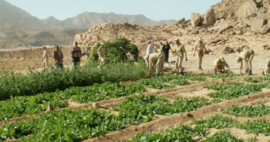 حبس مسجل خطر قتل زميله بسبب المخدرات بالجمالية