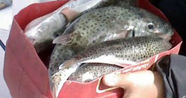 ضبط 25 كيلو سمك القراض السام بسوق الأنصارى بالسويس