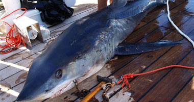 ناشطون بيئيون: استمرار قتل أسماك القرش فى ولاية أستراليا الغربية 
