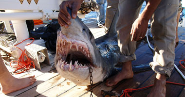 الخبراء يكشفون أسرار مهاجمة أسماك القرش السائحين 