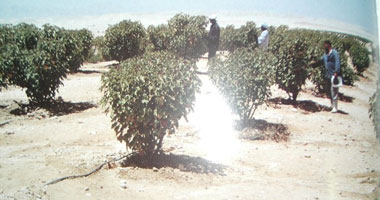 جامعة عين شمس تدرس زراعة 100 فدان بالوادى الجديد بنبات الجوجوبا كنموذج بحثى