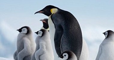 "السلام الأخضر" يطلق حملة دولية لحماية الكائنات البحرية فى القطب الجنوبى