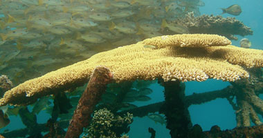 اكتشاف سلسلة شعاب مرجانية في أستراليا أطول من ناطحة السحاب إمباير ستيت