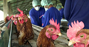 98% من الإصابات بأنفلوانزا الطيور نتيجة تربية الدواجن فى المنزل
