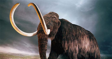 العثور على ناب حيوان منقرض عمره 70 ألف سنة فى بريطانيا