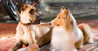 سلطنة عمان تحظر استيراد فصائل خطرة من الكلاب