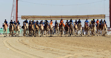 انطلاق مرماح الخيل بكوم أمبو بمشاركة ألف حصان 