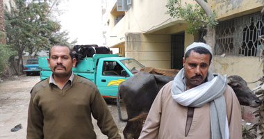 بالصور ..ضبط تشكيل عصابى متخصص فى سرقة المواشى بكفر الشيخ